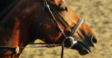 Reiten eyecatcher
